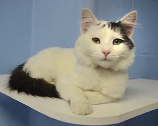 Katie Rickman | The Vindicator.Carrie, an adoptable cat at Angels For Animals sits on top of a perch and looks out over the cat room at the facility on Nov. 8, 2014.  At the Empty the Shelters event that took place, Angels for Animals adopted out 20 cats during the day-long event.