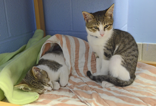 Katie Rickman | The Vindicator.Two brother kittens, Henry and Hanson rest under a changing table that was converted into a napping shelter at Angels for Animals on Sat. Nov. 8, 2014.  At the Empty the Shelters event that took place, Angels for Animals adopted out 20 cats during the day-long event.