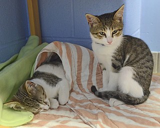 Katie Rickman | The Vindicator.Two brother kittens, Henry and Hanson rest under a changing table that was converted into a napping shelter at Angels for Animals on Sat. Nov. 8, 2014.  At the Empty the Shelters event that took place, Angels for Animals adopted out 20 cats during the day-long event.