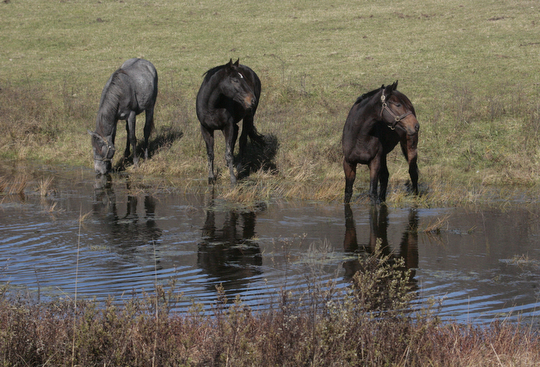        ROBERT K. YOSAY  | THE VINDICATOR..Jake and Shelly Radoseviches..moved their stable of horses from Grove City to Chardon to be closer to the racetracks up here. They will be involved heavily in Hollywood.