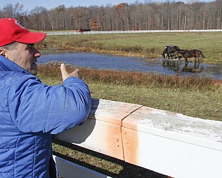        ROBERT K. YOSAY  | THE VINDICATOR..Jake watches over his horses on pasture.. Jake and Shelly Radoseviches..moved their stable of horses from Grove City to Chardon to be closer to the racetracks up here. They will be involved heavily in Hollywood.