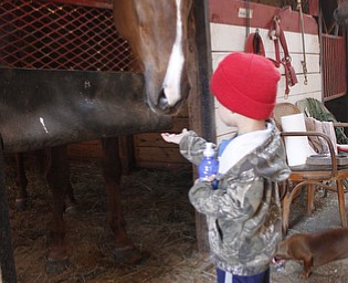        ROBERT K. YOSAY  | THE VINDICATOR..grandson Jaydynn (ok) 3  Radoseviche feeds a treat to Sam Way .Jake and Shelly Radoseviche..moved their stable of horses from Grove City to Chardon to be closer to the racetracks up here. They will be involved heavily in Hollywood.