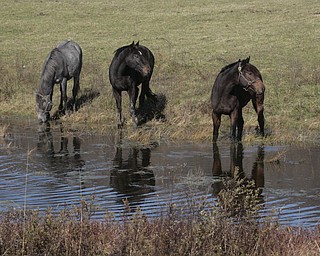        ROBERT K. YOSAY  | THE VINDICATOR..Jake and Shelly Radoseviches..moved their stable of horses from Grove City to Chardon to be closer to the racetracks up here. They will be involved heavily in Hollywood.