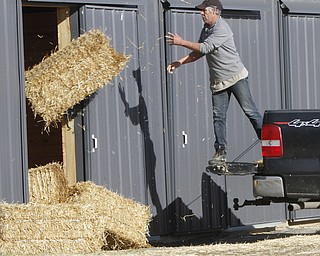        ROBERT K. YOSAY  | THE VINDICATOR..The Horses arrive at Hollywood Gaming and Racino.. as racing gets underway later this month ..Straw time and as the horses arrive.. so does the straw as Gerado Amapor  unloads for TNT Racing..Tom and Nancy Thorton Racing. .Cuyahoga falls