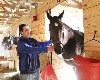        ROBERT K. YOSAY  | THE VINDICATOR..The Horses arrive at Hollywood Gaming and Racino.. as racing gets underway later this month ..Justin Poole whose dad is a big trainer from beaulah park..  tries to relax'Smokin Star"
