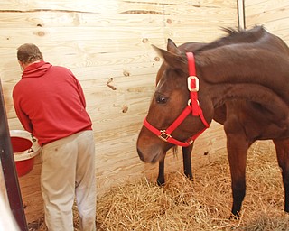        ROBERT K. YOSAY  | THE VINDICATOR..The Horses arrive at Hollywood Gaming and Racino.. as racing gets underway later this month ..Putting in buckets as "Joe" watches Bill Pierce put in a feed bucket