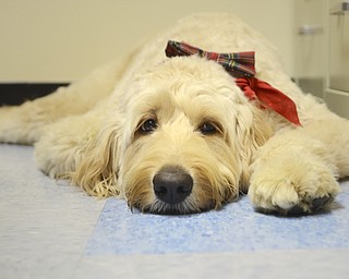 Katie Rickman | The Vindicator.Asher, a therapy dog at Jackson Milton Elementary School lays on the floor in the guidance office on Wed. Nov. 12, 2014.