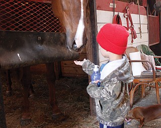 Jaydynn Radoseviche feeds a treat to Sam Way.  Jake and Shelly Radoseviche..moved their stable of horses from Grove City to Chardon to be closer to the racetracks up in the area. They will be involved heavily in Hollywood.