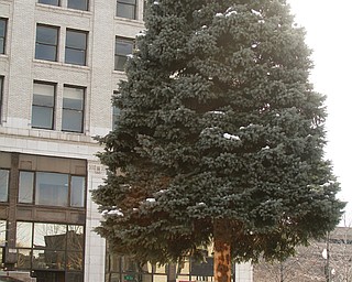 A Colorado blue spruce, donated by Craig Tareshawty, owner of Brandywine Apartments, is Youngstown’s
downtown Christmas tree. It was cut and brought to Central Square on Thursday.