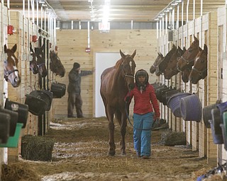        ROBERT K. YOSAY  | THE VINDICATOR..Trainers use the inside isleways to walk horses after a workout and to stretch their legs. The aisle all are sand and good for both horse and NE Ohio weather...Hollywood Gaming /Mahoning Valley Race Course is in the final hours of preparation for Mondays first race with a post time of 12:45 on Monday ..-30-
