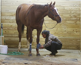        ROBERT K. YOSAY  | THE VINDICATOR..Taking time to wrap and protect the legs is  Esteban Quiones as he unwraps the legs.of Honey .  Mike Rone stables of Columbus..Hollywood Gaming /Mahoning Valley Race Course is in the final hours of preparation for Mondays first race with a post time of 12:45 on Monday ..-30-