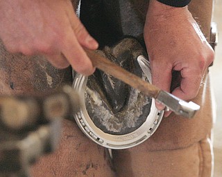        ROBERT K. YOSAY  | THE VINDICATOR..Putting on a new set of race horse shoes...  Jim Marino of Madison Ohio pounds a nail to hold the shoe on...Hollywood Gaming /Mahoning Valley Race Course is in the final hours of preparation for Mondays first race with a post time of 12:45 on Monday ..-30-