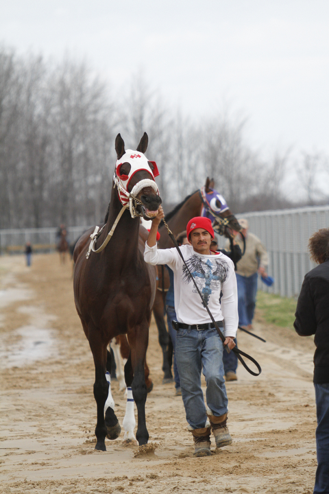        ROBERT K. YOSAY  | THE VINDICATOR..Windy but warm temperatures had the Hollywood Gaming Racino parking lot filled as people came out to watch the inagural run of thoroghbred racing in the Mahoning Valley...Horses are led by trainers and barn help - to the racing area