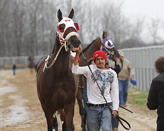       ROBERT K. YOSAY  | THE VINDICATOR..Windy but warm temperatures had the Hollywood Gaming Racino parking lot filled as people came out to watch the inagural run of thoroghbred racing in the Mahoning Valley...Horses are led by trainers and barn help - to the racing area