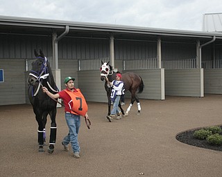       ROBERT K. YOSAY  | THE VINDICATOR..Windy but warm temperatures had the Hollywood Gaming Racino parking lot filled as people came out to watch the inagural run of thoroghbred racing in the Mahoning Valley...Two horses are  led around the paddock area..