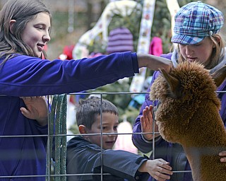 Katie Rickman | The Vindicator.MAra Kujala 11 of Warren and her brother Matthew Kujala 6, along with their friend Casey Hauck 12 of Southington pet the alpacas at Lanterman's Mill at Mill Creek Park's Olde Fashioned Christmas on Saturday, Nov. 29, 2014.