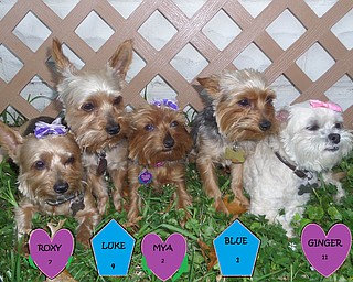 My five doggies, sent by Diane Lindsey.