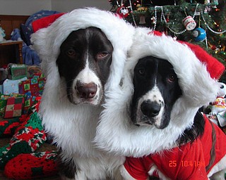 Bentley and Diesel, 3 and 4 year-old Spring Spaniels who are brothers. Sent by Vicky Palumbo.