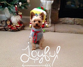 Riley the Yorkie submitted by owners Dennis, Maryann, Katelyn and Jonathan Chef.