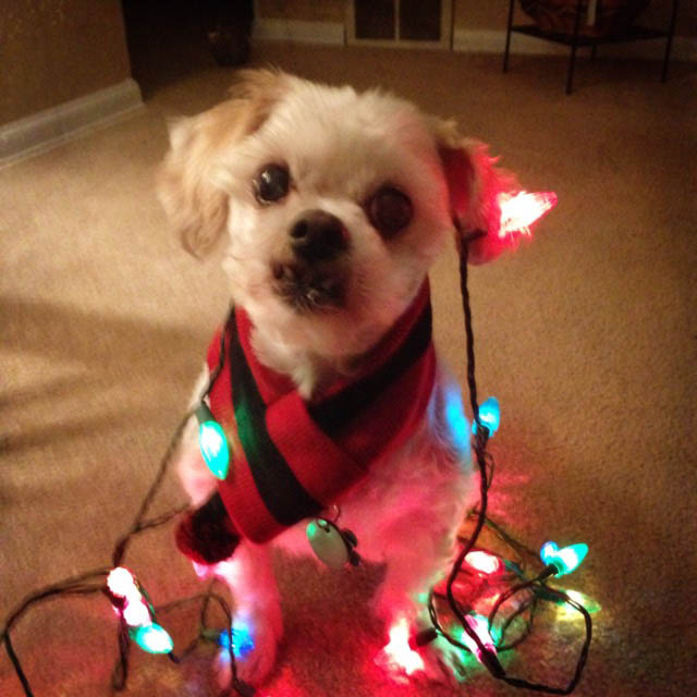 This little dog is all wrapped up for the holidays! Sent by Sherri.