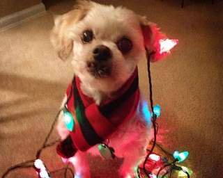 This little dog is all wrapped up for the holidays! Sent by Sherri.