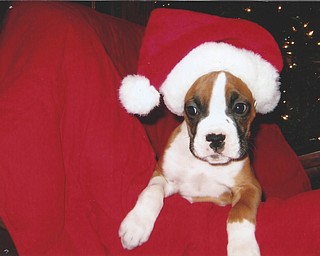  Judge Krichbaum's Boxer dog, Charlie Taylor Krichbaum, in Boardman.