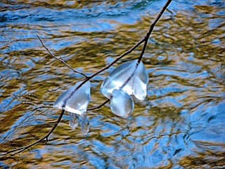 A scene from a winter wonderland submitted by Janet Misel.