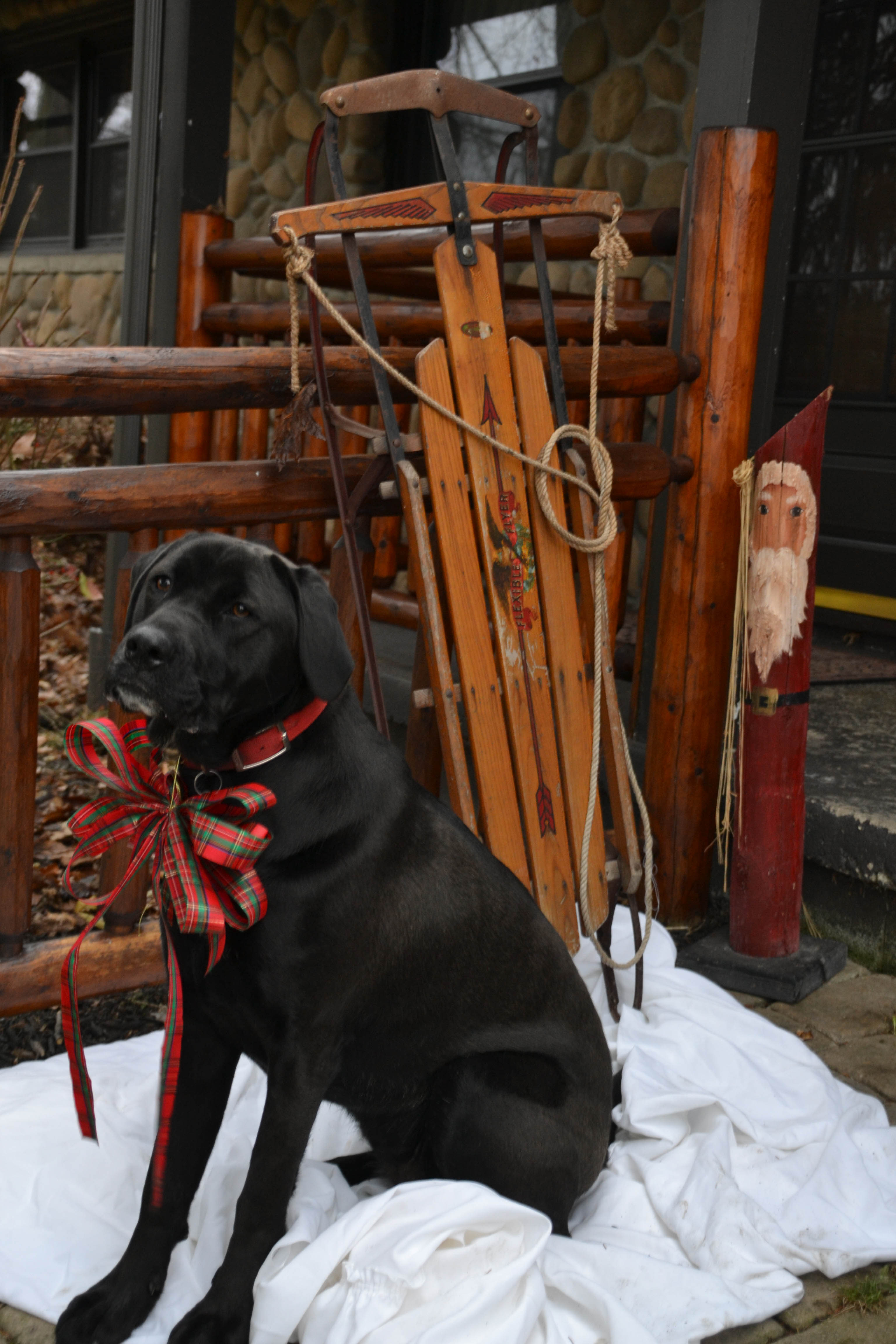 Here is a holiday picture of our black lab, Maddie. She loves to pose for the camera! This picture was taken at our farm in Green Township. Sent by Bev Craig.
