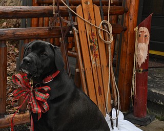 Here is a holiday picture of our black lab, Maddie. She loves to pose for the camera! This picture was taken at our farm in Green Township. Sent by Bev Craig.