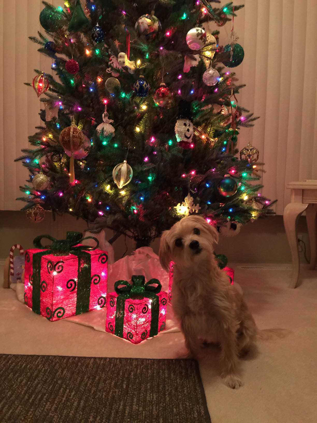  "Did you say Santa is coming? Do I have to be good?" asks Misha, a two and one-half year-old Morkie, waiting for Santa. Owners are Lee and Colleen Cardwell from Poland.