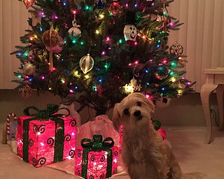  "Did you say Santa is coming? Do I have to be good?" asks Misha, a two and one-half year-old Morkie, waiting for Santa. Owners are Lee and Colleen Cardwell from Poland.