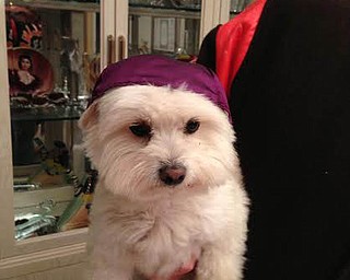 Cubby, a Maltese Pomeranian mix, sent by Courtney Lockshaw.