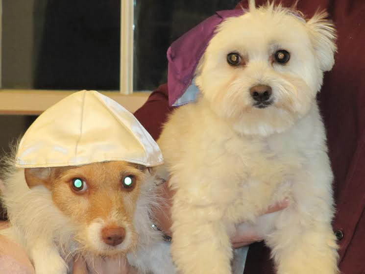 Zoey, a Jack Russell Terrier, and Cubby, a Maltese Pomeranian Mix, helping with the Hanukkah candle lighting. Sent by Courtney Lockshaw.