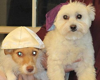 Zoey, a Jack Russell Terrier, and Cubby, a Maltese Pomeranian Mix, helping with the Hanukkah candle lighting. Sent by Courtney Lockshaw.