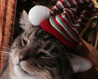 Kiki Moonstar, looking for snow?  Kiki is owned by Joe Zordich of Youngstown.