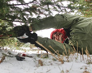        ROBERT K. YOSAY  | THE VINDICATOR..Dirty job but par of the fun  as Tom Taranto lies down to cut that perfect tree for his house ..Its the day after turkey day.. time to think of christmas as families head to Stepuk Tree Farm  on Washingtonville Rd off of Calla..-30-