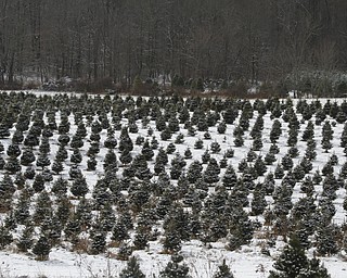        ROBERT K. YOSAY  | THE VINDICATOR...Its the day after turkey day.. time to think of christmas as families head to Stepuk Tree Farm  on Washingtonville Rd off of Calla..-30-