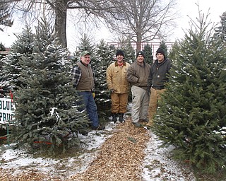        ROBERT K. YOSAY  | THE VINDICATOR..Working Family as Paul Stepuk  (Father nad his sons)  Paul Greg and Mark...  ..Its the day after turkey day.. time to think of christmas as families head to Stepuk Tree Farm  on Washingtonville Rd off of Calla..-30-