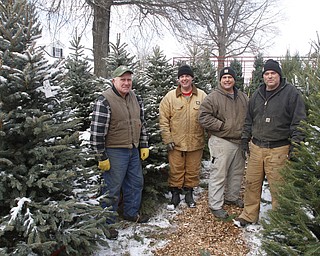        ROBERT K. YOSAY  | THE VINDICATOR..Working Family as Paul Stepuk  (Father nad his sons)  Paul Greg and Mark...  ..Its the day after turkey day.. time to think of christmas as families head to Stepuk Tree Farm  on Washingtonville Rd off of Calla..-30-