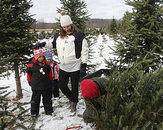        ROBERT K. YOSAY  | THE VINDICATOR..The Canfield family of Stephanie Tom Alex 6 and Audrey 3.5....  as they get the perfect tree..Its the day after turkey day.. time to think of christmas as families head to Stepuk Tree Farm  on Washingtonville Rd off of Calla..-30-