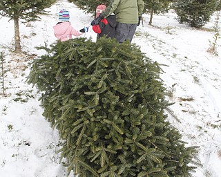        ROBERT K. YOSAY  | THE VINDICATOR..The Canfield family of Stephanie Tom Alex 6 and Audrey 3.5....  as they get the perfect tree..Its the day after turkey day.. time to think of christmas as families head to Stepuk Tree Farm  on Washingtonville Rd off of Calla..-30-