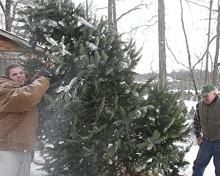        ROBERT K. YOSAY  | THE VINDICATOR..shaking...  Joey Kolesar.. gets blasted with snow as Paul Stepuk Sr.. runs the vibrating machine that knocks off snow and dead stuff off the trees before families take them home..Its the day after turkey day.. time to think of christmas as families head to Stepuk Tree Farm  on Washingtonville Rd off of Calla..-30-