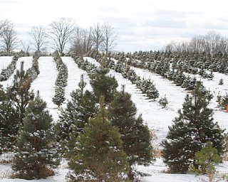        ROBERT K. YOSAY  | THE VINDICATOR...Its the day after turkey day.. time to think of christmas as families head to Stepuk Tree Farm  on Washingtonville Rd off of Calla..-30-