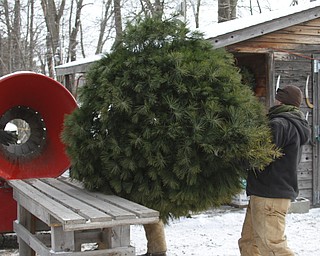        ROBERT K. YOSAY  | THE VINDICATOR..James Kerns - lifts a tree - to the tree wrapper that makes the tree smaller and easier to manage for taking home ..Its the day after turkey day.. time to think of christmas as families head to Stepuk Tree Farm  on Washingtonville Rd off of Calla..-30-