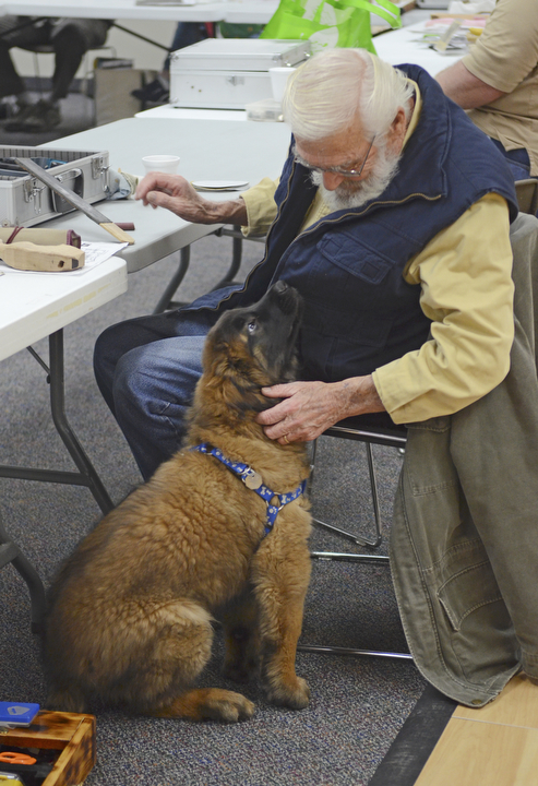 Katie Rickman | The Vindicator.Keith Klingaman of Liberty TWP takes a break from wood carving to pet Mr. Fluffy at the Austintown Senior Center on Thursday, Dec. 4, 2014.Mr. Fluffy is an 12-week-old Leonberger dog that spends his days visiting seniors at the center.