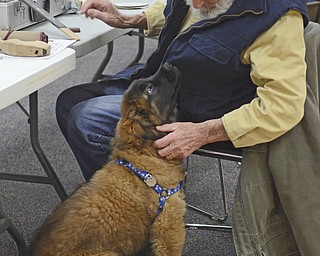 Katie Rickman | The Vindicator.Keith Klingaman of Liberty TWP takes a break from wood carving to pet Mr. Fluffy at the Austintown Senior Center on Thursday, Dec. 4, 2014.Mr. Fluffy is an 12-week-old Leonberger dog that spends his days visiting seniors at the center.