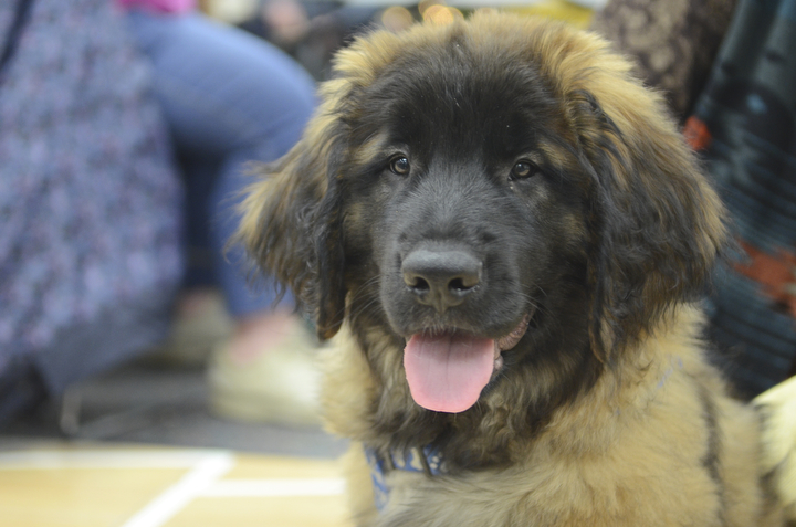 Katie Rickman | The Vindicator.Mr. Fluffy, an 11-month-old Leonberger puppy frequently visits seniors at the Austintown Senior Center on Thursday, Dec. 4, 2014.Mr. Fluffy is an 12-month-old Leonberger dog that spends his days visiting seniors at the center.