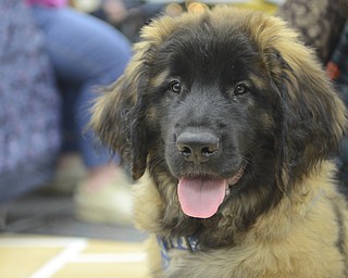 Katie Rickman | The Vindicator.Mr. Fluffy, an 11-month-old Leonberger puppy frequently visits seniors at the Austintown Senior Center on Thursday, Dec. 4, 2014.Mr. Fluffy is an 12-month-old Leonberger dog that spends his days visiting seniors at the center.