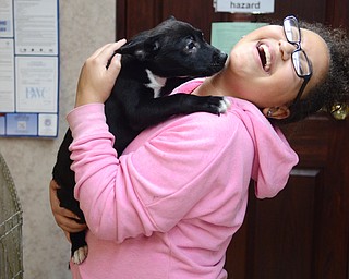Katie Rickman | The Vindicator.Nina Wilson 11, of Canfield laughs as an 12-week-old puppy named Larry licks her face at Animal Charities in Youngstown on Tuesday, Dec. 23, 2014.  Wilson is a volunteer at the facility.