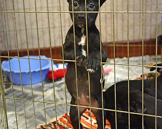 Katie Rickman | The Vindicator.An 12-week-old puppy named Alex plays inside a cage at the Animal Charities in Youngstown on Tuesday, Dec. 23, 2014. The facility is in need of donations of many items including wet dog food, blankets, treats, paper towels and much more.